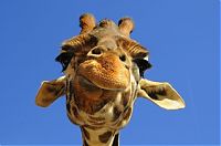 TopRq.com search results: right moment pictures of animals in zoo