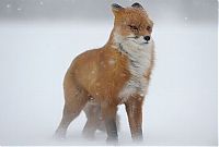 Fauna & Flora: fox in a snowstorm
