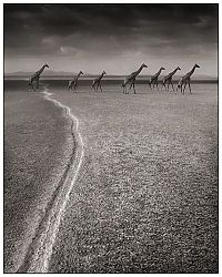 Fauna & Flora: animals from africa