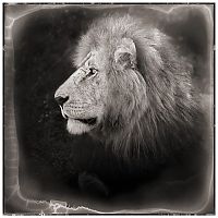 Fauna & Flora: animals from africa