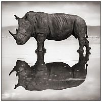 Fauna & Flora: animals from africa