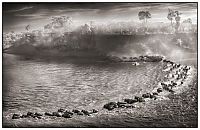 Fauna & Flora: animals from africa