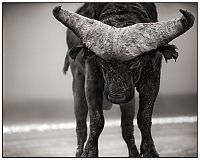 Fauna & Flora: animals from africa