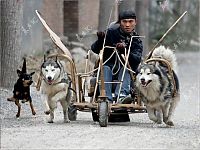 Fauna & Flora: Huskies powered sleds, China