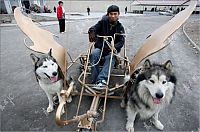 Fauna & Flora: Huskies powered sleds, China