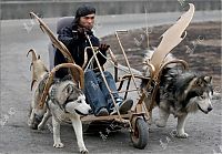 Fauna & Flora: Huskies powered sleds, China