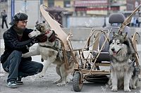 Fauna & Flora: Huskies powered sleds, China