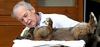 TopRq.com search results: Cliff Penrose, the rabbit hypnotiser