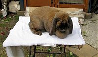 Fauna & Flora: Cliff Penrose, the rabbit hypnotiser