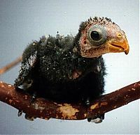 Fauna & Flora: cute baby pet animal