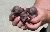 Fauna & Flora: cute baby pet animal