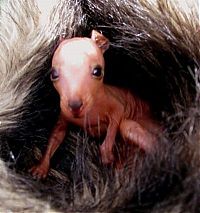 Fauna & Flora: cute baby pet animal