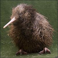 Fauna & Flora: cute baby pet animal