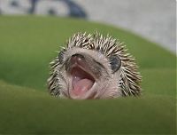 Fauna & Flora: cute baby pet animal