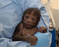 Fauna & Flora: cute baby pet animal