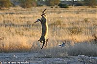 Fauna & Flora: Wildcat against dove, Kgalagadi Transfrontier Park