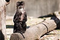 Fauna & Flora: life of animals in zoo