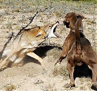 Fauna & Flora: wolf against dogs