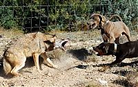 Fauna & Flora: wolf against dogs