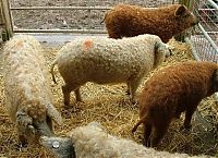 Fauna & Flora: mangalitza curly hair pig