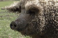 TopRq.com search results: mangalitza curly hair pig
