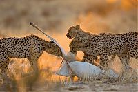 TopRq.com search results: Wildlife of South Africa
