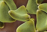 Fauna & Flora: pollen allergies under microscope