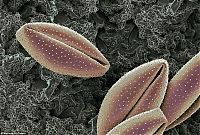 Fauna & Flora: pollen allergies under microscope