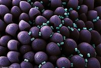 Fauna & Flora: pollen allergies under microscope