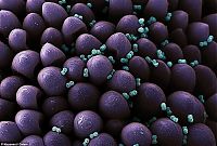 TopRq.com search results: pollen allergies under microscope