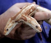 Fauna & Flora: two headed snakes