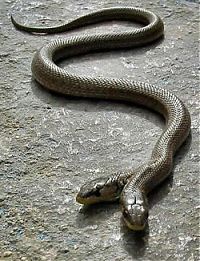 Fauna & Flora: two headed snakes