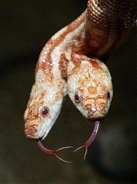 Fauna & Flora: two headed snakes