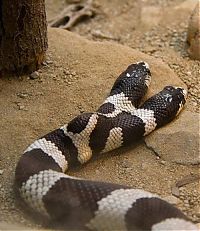 Fauna & Flora: two headed snakes