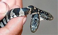 TopRq.com search results: two headed snakes