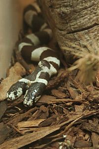 Fauna & Flora: two headed snakes