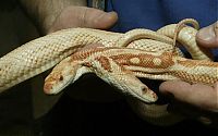 TopRq.com search results: two headed snakes