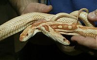 Fauna & Flora: two headed snakes