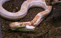 Fauna & Flora: two headed snakes