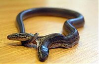 Fauna & Flora: two headed snakes