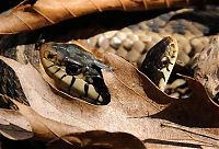 Fauna & Flora: two headed snakes