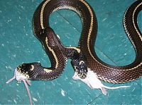 Fauna & Flora: two headed snakes