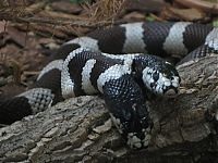 Fauna & Flora: two headed snakes