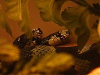 Fauna & Flora: two headed snakes