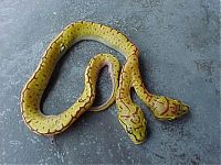 Fauna & Flora: two headed snakes