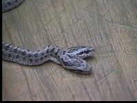 TopRq.com search results: two headed snakes