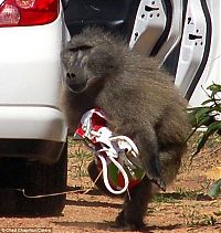 Fauna & Flora: baboon thief