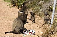 Fauna & Flora: baboon thief