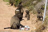 TopRq.com search results: baboon thief