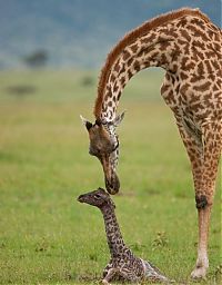 Fauna & Flora: first moments of a baby giraffe